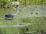 Grand Héron - Great Blue Heron