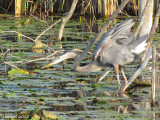 Grand Héron - Great Blue Heron