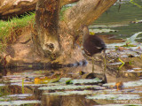 Gallinule (juv) - Common Moorhen (juv)