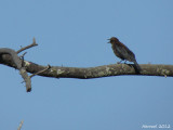 Quiscale rouilleux - Rusty Blackbird