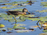 Sarcelle à ailes bleues - Blue-winged Teal