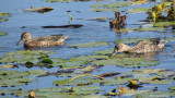 Sarcelle à ailes bleues - Blue-winged Teal