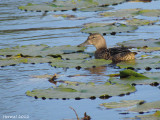 Sarcelle  ailes bleues - Blue-winged Teal