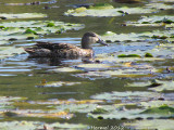 Sarcelle à ailes bleues - Blue-winged Teal