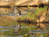 Gallinule - Common Moorhen