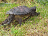 Tortue - Turtle