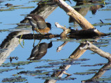 Gallinule - Common Moorhen