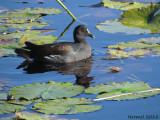 Gallinule - Common Moorhen