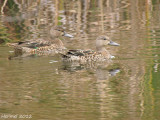 Sarcelle  ailes bleues - Blue-winged Teal