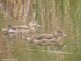 Sarcelle à ailes bleues - Blue-winged Teal