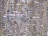 Sarcelle  ailes bleues - Blue-winged Teal