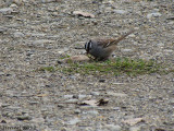 Bruant à couronne blanche - White-crowned Sparrow
