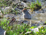 Bruant familier - Chipping Sparrow