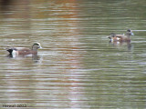 Canard d'Amérique - American Wigeon