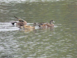 Canard d'Amérique - American Wigeon