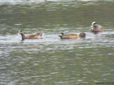 Canard d'Amérique - American Wigeon