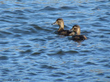 Fuligule  collier - Ring-necked Duck