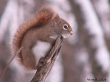 Ecureuil - Squirrel