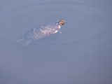 Tortue peinte - Painted turtle