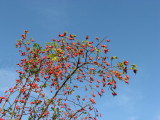 Glaucous Dogs-rose; Nyponros; Rosa dumalis