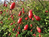 Glaucous Dogs-rose; Nyponros; Rosa dumalis