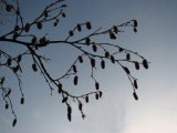 Seeds of Birch, Vr tBjrk, Betula pubescens
