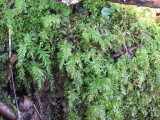 Leaved moss