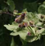 Arctium tomentosum, Ullkardborre II