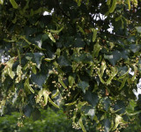 Small leaved Lime, Lind, Tilia cordata