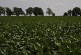 Sugar beet field