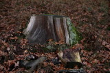 Stump of oak