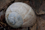 Burgundy snail, Vinbergssncka, Helix pomatia