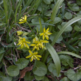 Yellow Star-of-Bethlehem; Vrlk; Gagea lutea