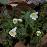 Wood Anemone; Vitsippa; Anemone nemorosa