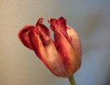 Tulips in decay I