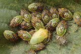 Parent bug - Berkenwants