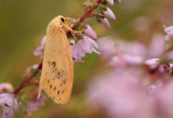 Rosy footman - Rozenblaadje