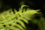 Lady fern - Wijfjesvaren