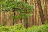 Hout-akker met zomereik en bosbes