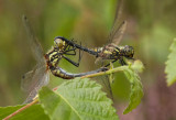 Black Darter - Zwarte Heidelibel