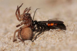 Spider wasp - Spinnendoder