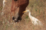 Koereiger