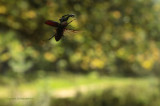 Stag Beetle - Vliegend Hert