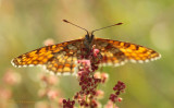 Bosparelmoervlinder - Heath Fritillary