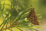 Bordered White - Dennenspanner