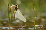 Noordse Witsnuitlibel - Northern White-faced Darter