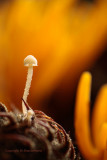 Beukendopvloksteeltje - Flammulaster carpophilus