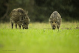 Wild Boar - Wild zwijn