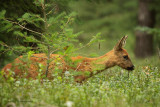 Roe Deer - Ree