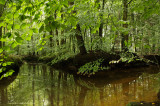 Red brook, summer - Rode spreng, zomer